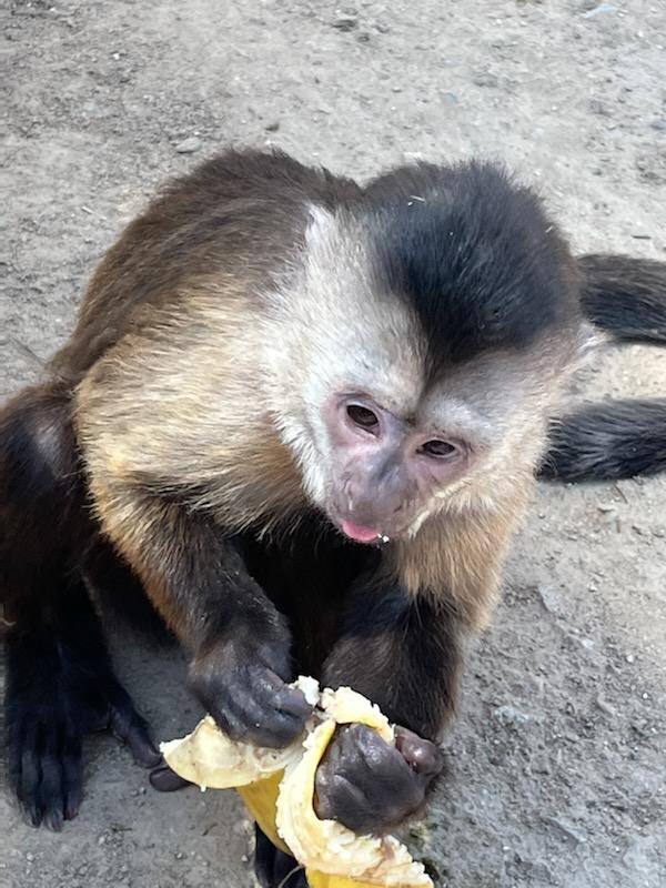 Monkey grabs phone, calls 911 at California zoo