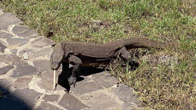 komodo tongue